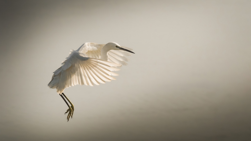 Holding The Sun .. von Ahmed Zaeitar