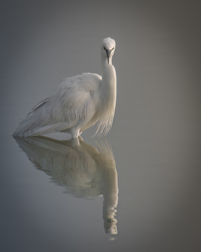 A Quiet Morning .. von Ahmed Zaeitar