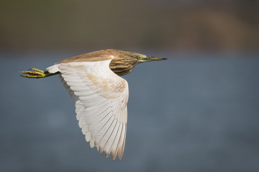 Wings .. von Ahmed Zaeitar