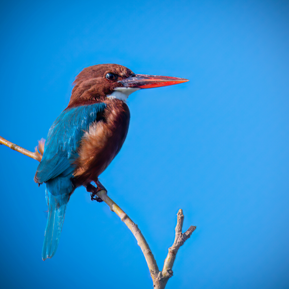 Beauty of Blue .. von Ahmed Zaeitar