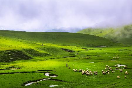 Yayla