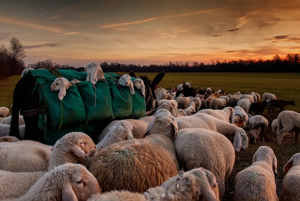 Toward new grasslands von Aida Ianeva