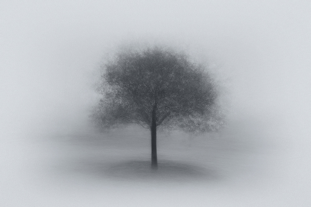 Tree in Fog von Aidong Ning