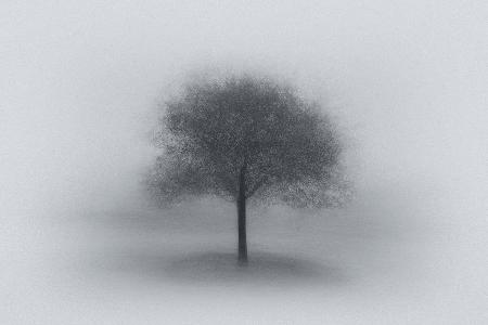 Tree in Fog