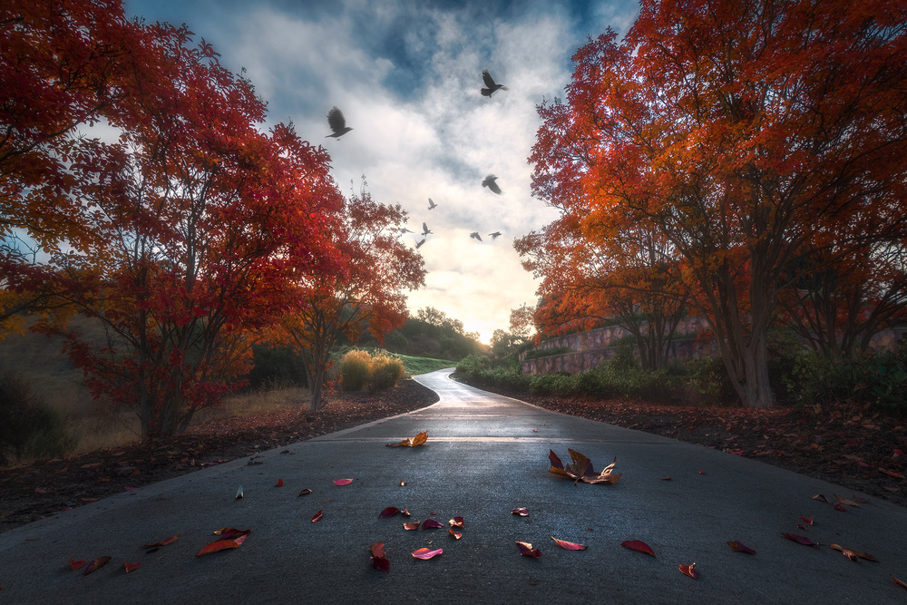 Fall Colors von Aidong Ning