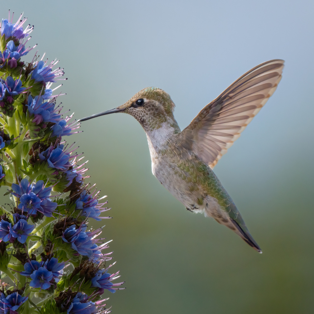 Hummingbird von Aidong Ning