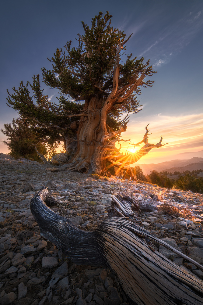 Sunrise Over Ancient Tree von Aidong Ning