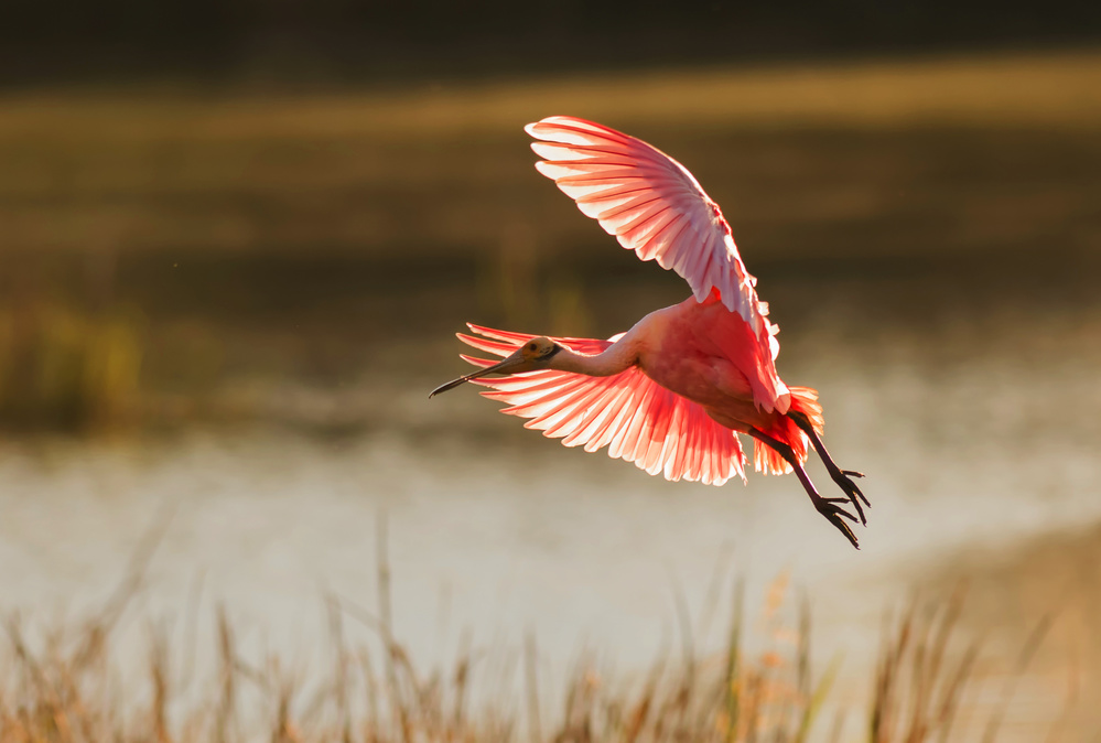 Roseate Spoonbill von Aijing H.