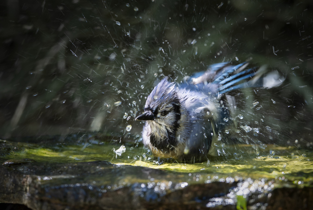 Splash! von Aijing H.