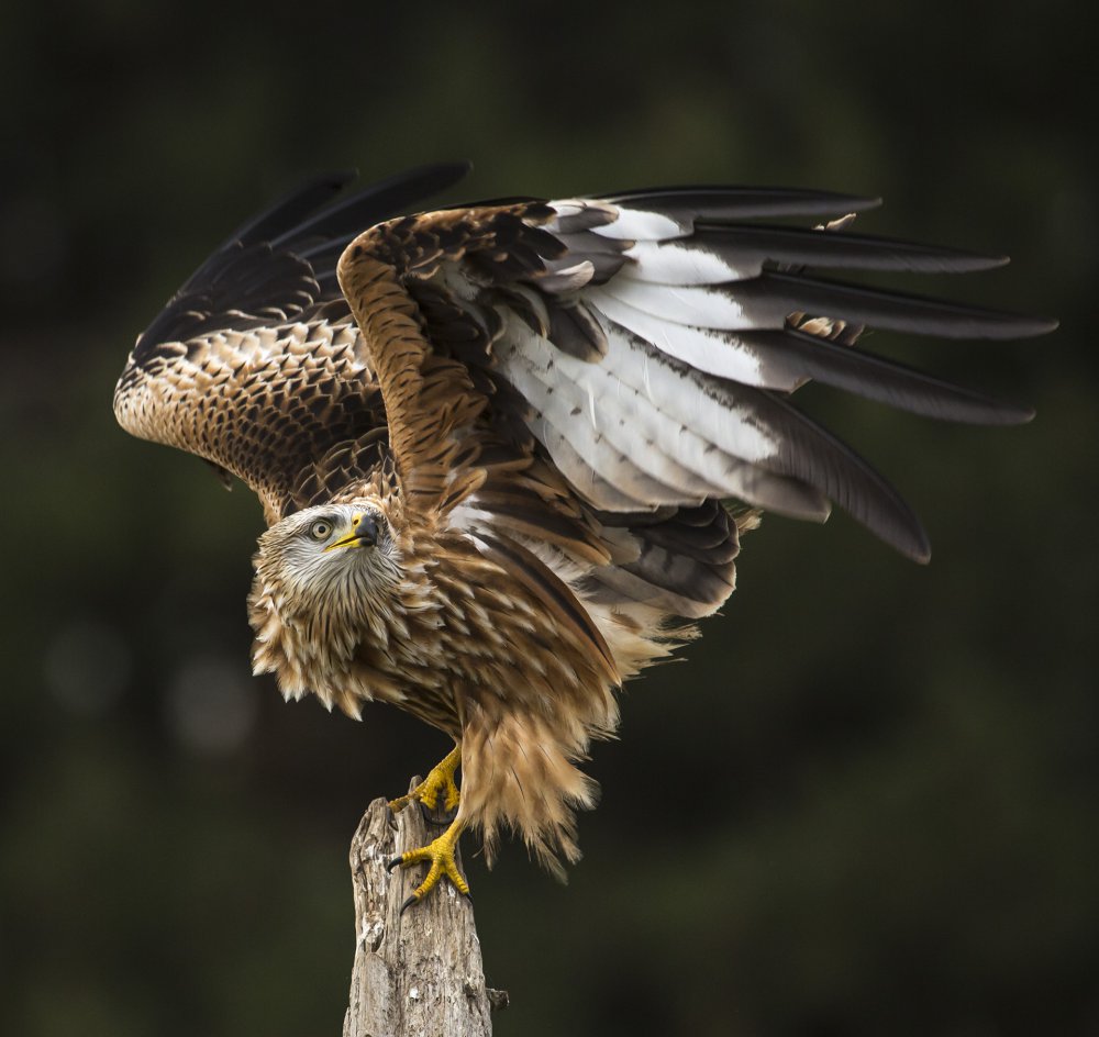 Red kite von AiToR Badiola