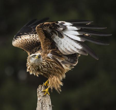 Red kite