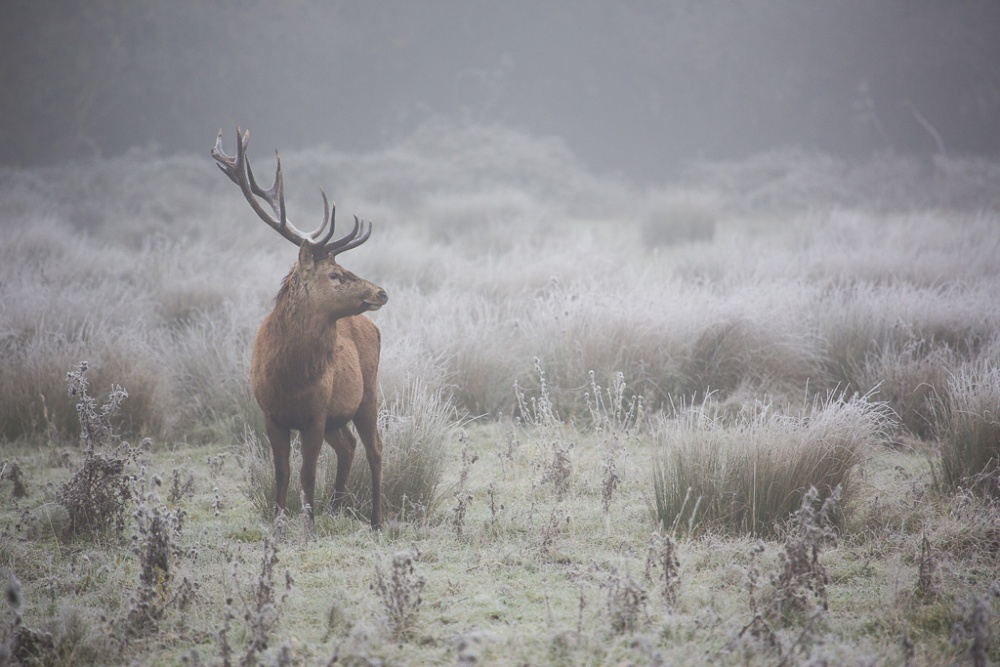 Prideful. deer . von AiToR Badiola