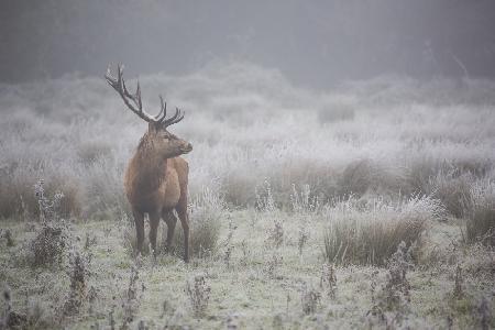 Prideful. deer .