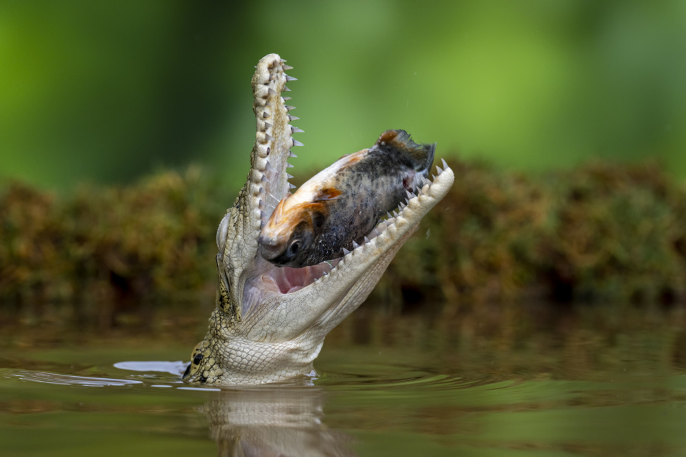 Aligator and prey von Ajar Setiadi