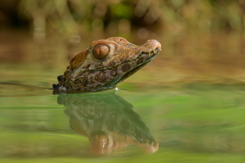 baby croc von Ajar Setiadi