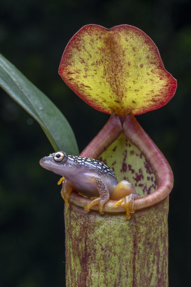 the frog and nepentes 2 von Ajar Setiadi