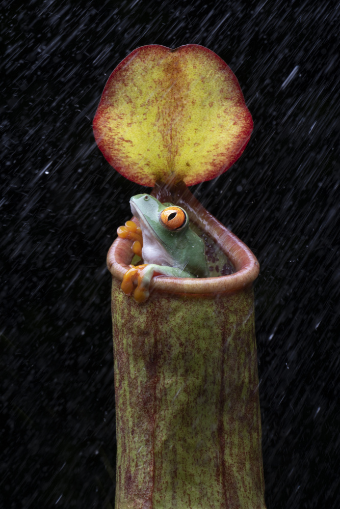 the frog and nepenthes von Ajar Setiadi