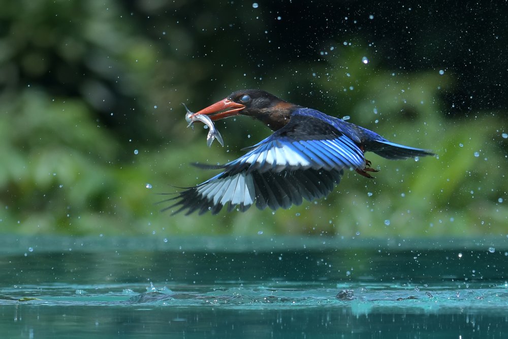 capturing the prey von Ajar Setiadi