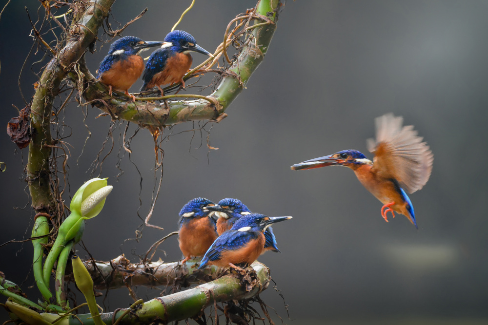 the blue king fishers von Ajar Setiadi