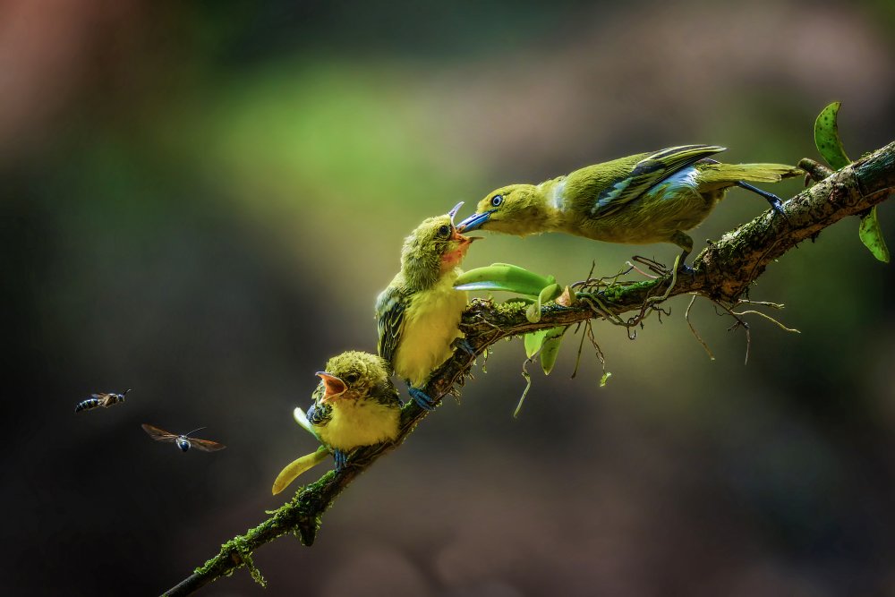 a yellow birds von Ajar Setiadi