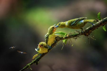 a yellow birds