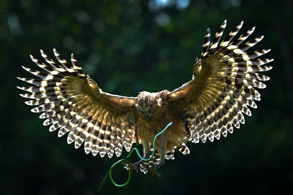 an owl and green snake von Ajar Setiadi