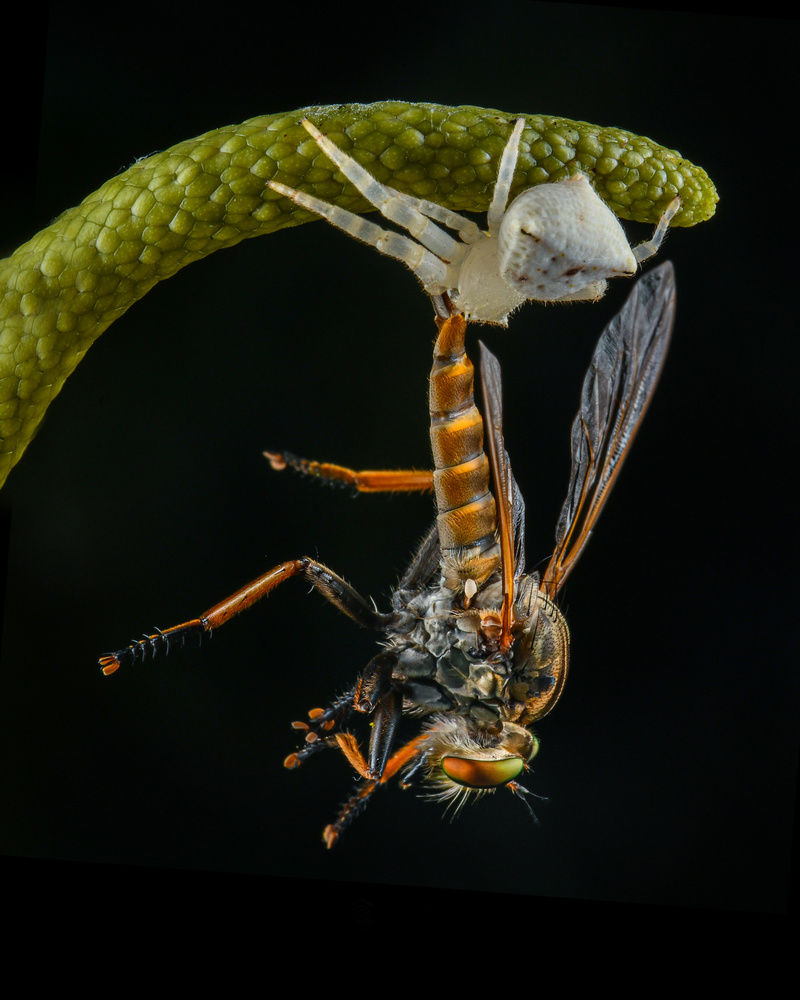 a white crab spider and a robberfly von Ajar Setiadi