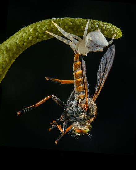 a white crab spider and a robberfly