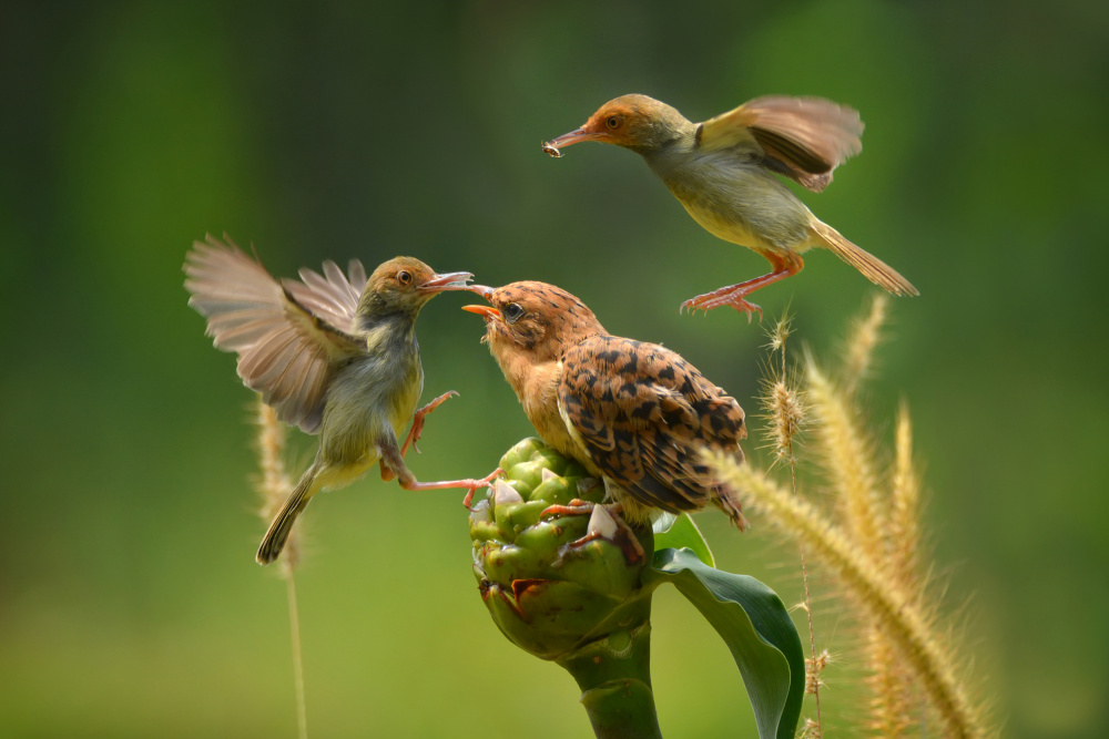 feeding von Ajar Setiadi