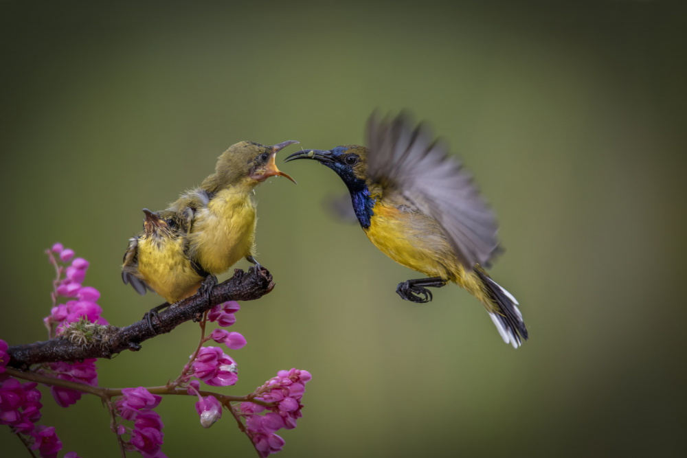 feeding von Ajar Setiadi