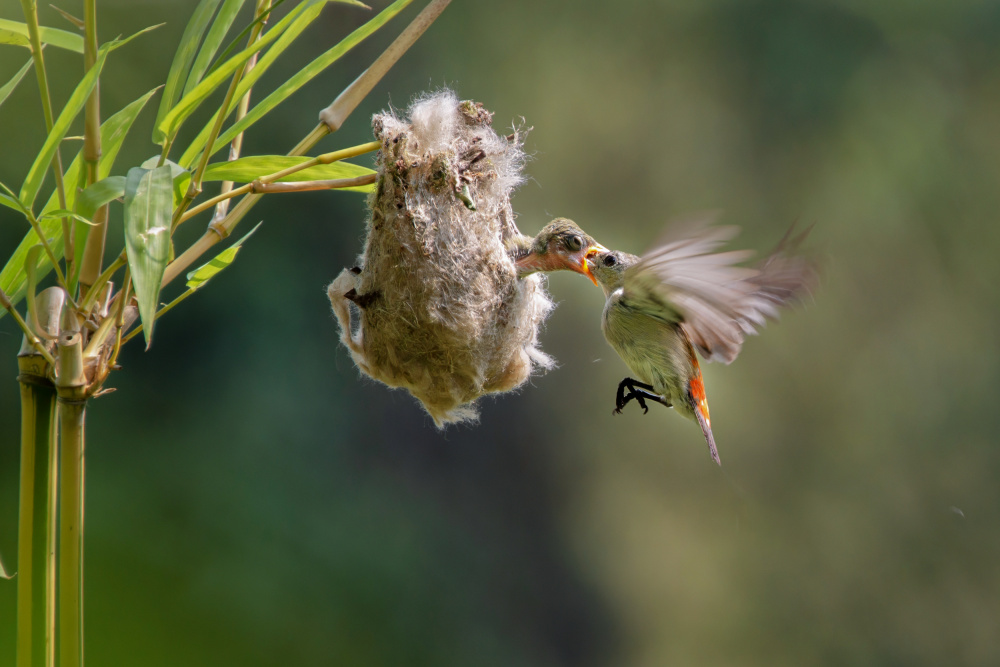 feeding von Ajar Setiadi