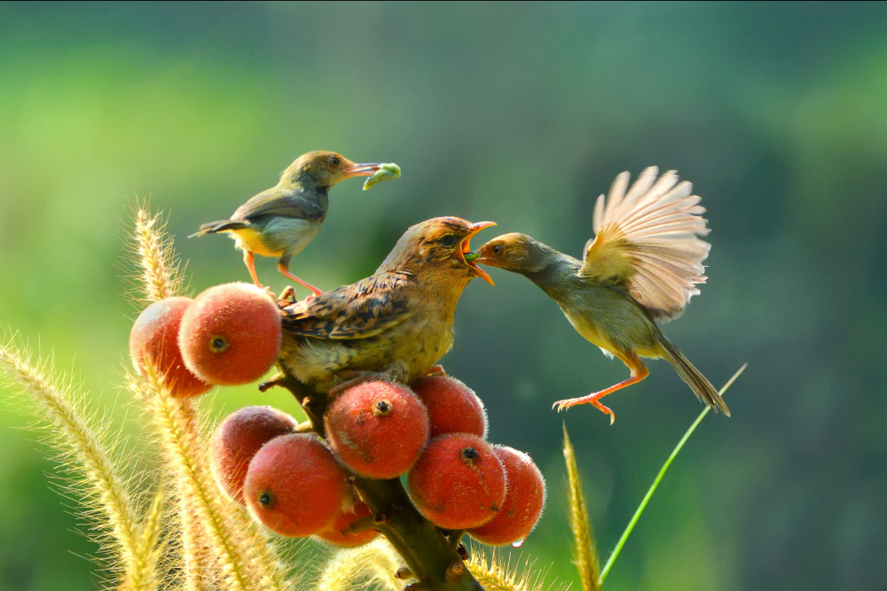 feeding time von Ajar Setiadi