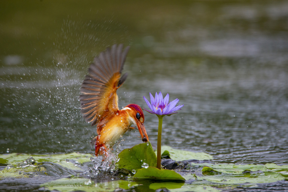 Yellow King Fisher von Ajar Setiadi