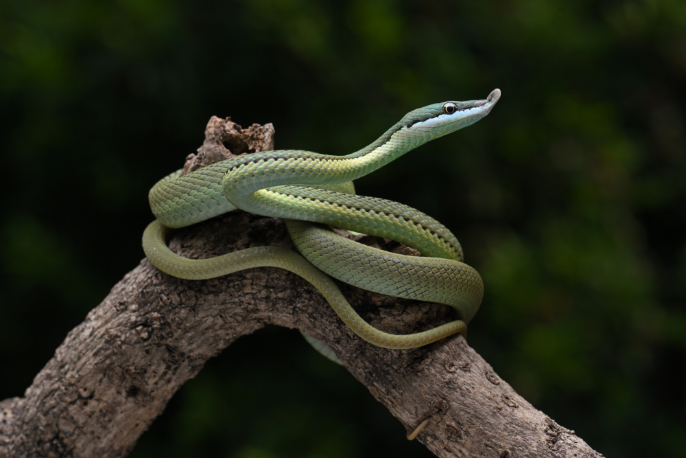 green snake von Ajar Setiadi