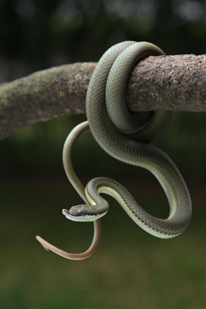 green snake von Ajar Setiadi