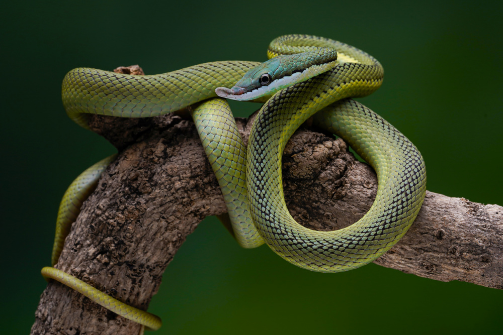 green snake von Ajar Setiadi