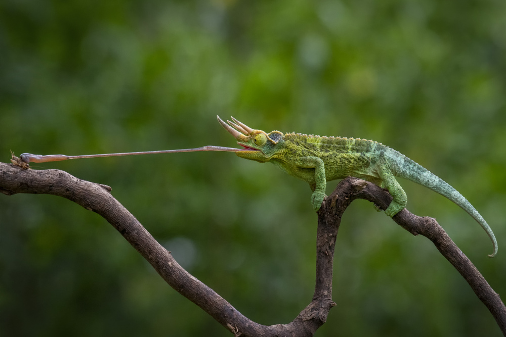 got the prey von Ajar Setiadi