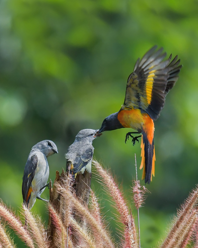 mantenan birds2 von Ajar Setiadi