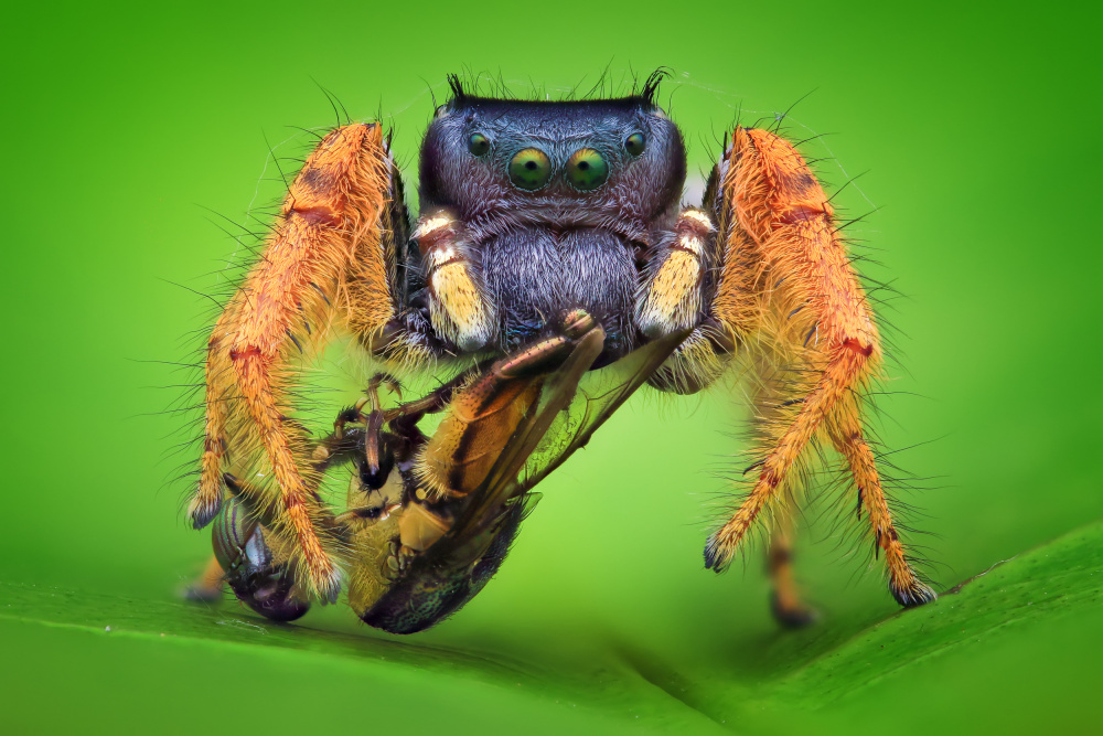 Phidippus arizonensis with robberfly von Ajar Setiadi