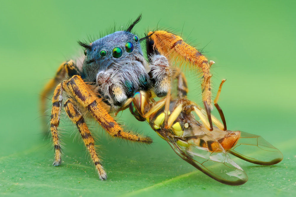 pidhipus mystaceus with fruitfly von Ajar Setiadi