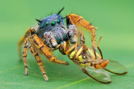 pidhipus mystaceus with fruitfly