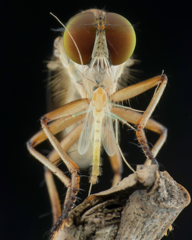 robberfly and prey von Ajar Setiadi