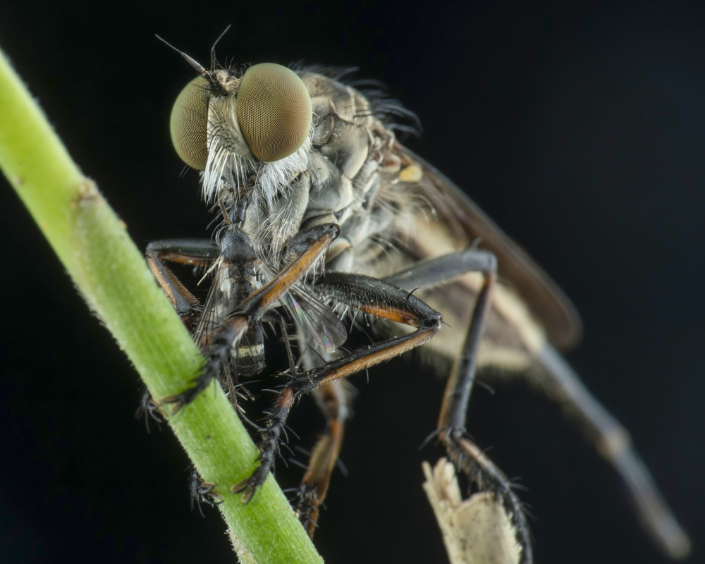 robberfly and prey von Ajar Setiadi