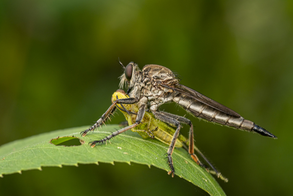 Robberfly with prey von Ajar Setiadi