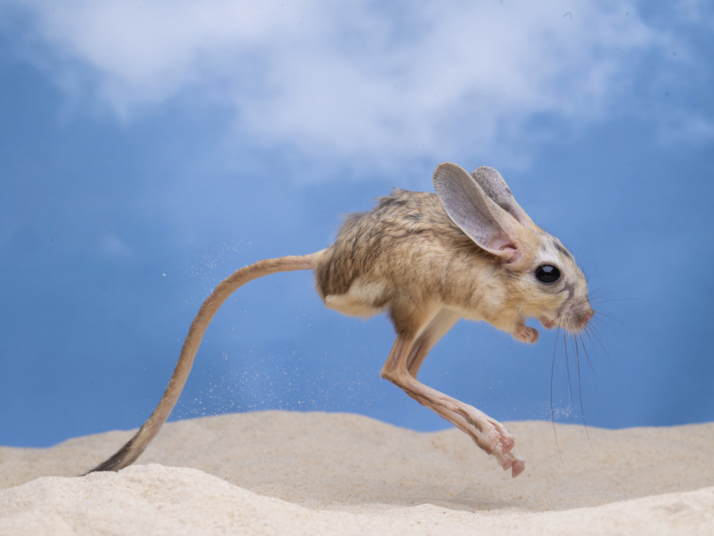 jumping jerboa von Ajar Setiadi