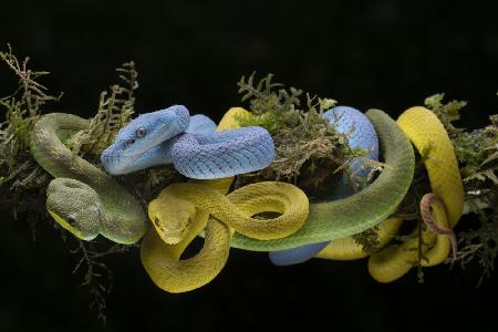 trio dangerous viper