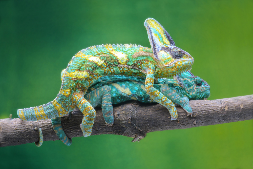 vield chameleon mating von Ajar Setiadi