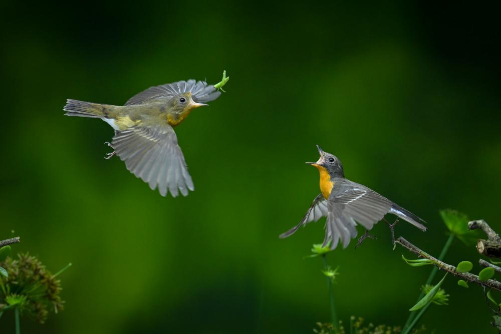 bird von Ajar Setiadi