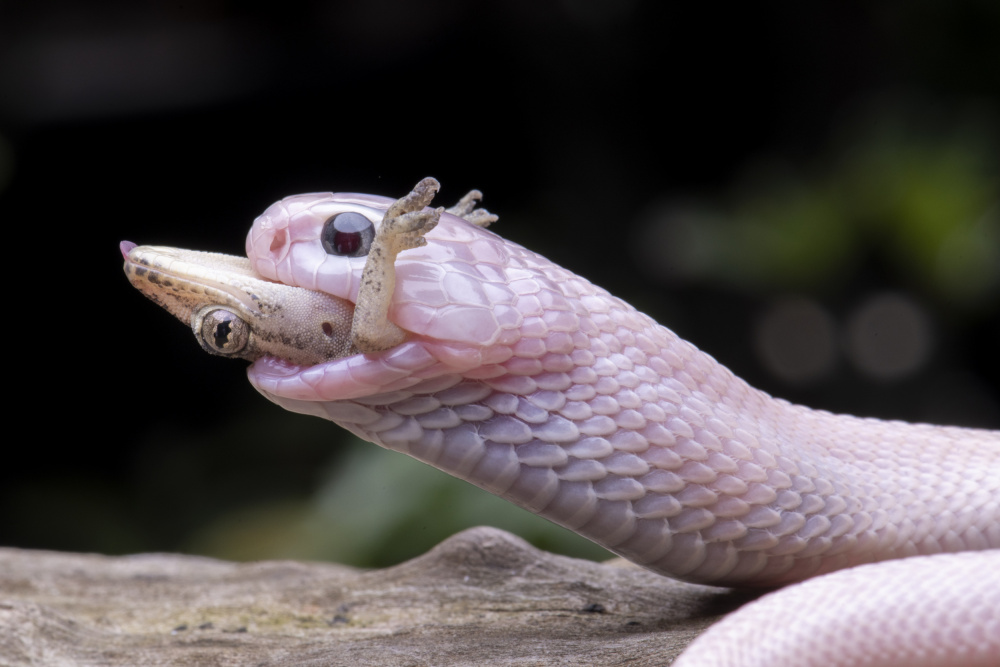 White cobra and prey von Ajar Setiadi