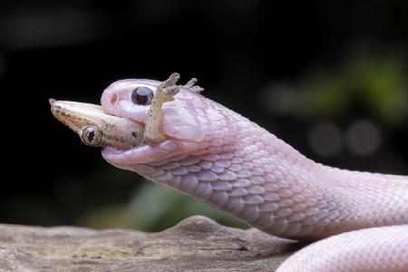 White cobra and prey